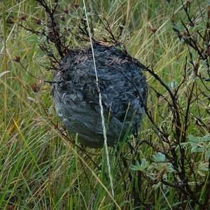 Meet your Posher, Carole